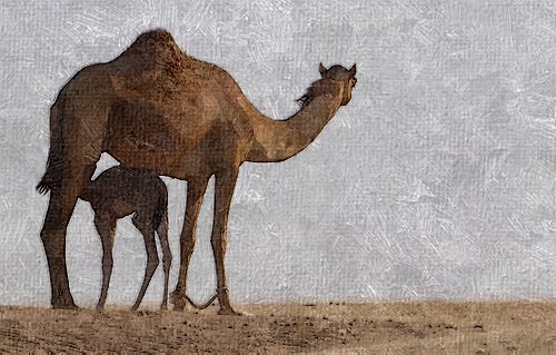 camel - FotoSketcher