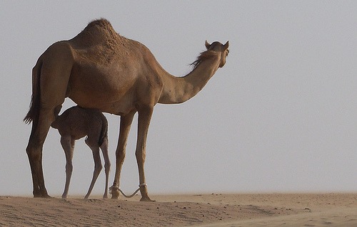 camel - Original